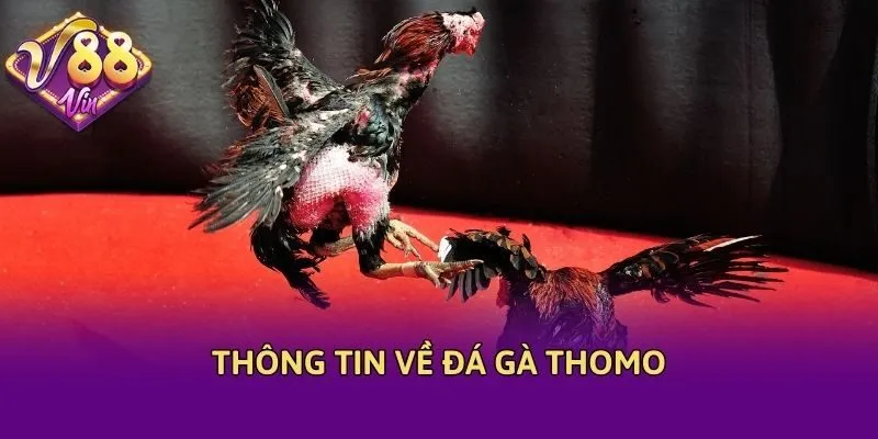 Thông tin về đá gà Thomo