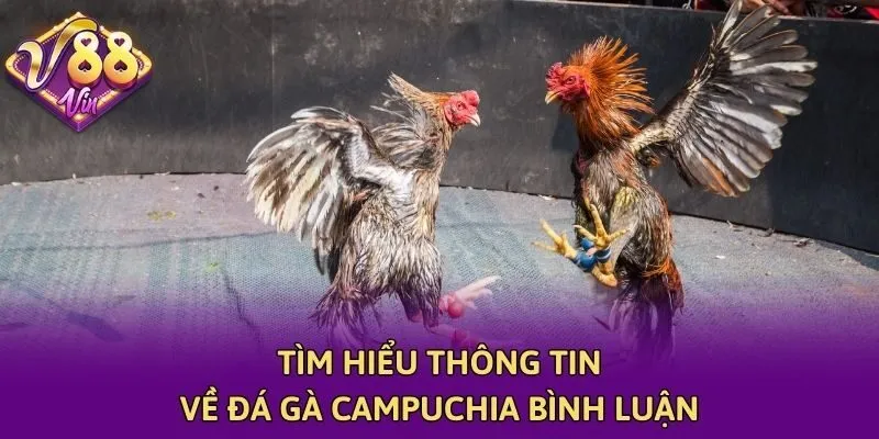 Tìm hiểu thông tin về đá gà Campuchia bình luận